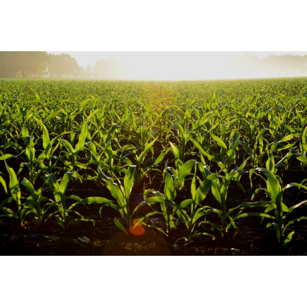 HỆ THỐNG XỬ LÝ NƯỚC THẢI TẠI TU MƠ RÔNG - KON TUM