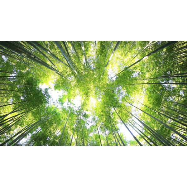 HỆ THỐNG XỬ LÝ NƯỚC THẢI TẠI MỎ CÀY BẮC - BẾN TRE