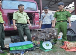 Hạn chế tội phạm động vật hoang dã: Chú trọng giải quyết vấn nạn tham nhũng và hối lộ