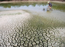 Nỗi lo sa mạc hóa