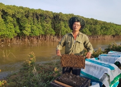 Nuôi ong bảo vệ rừng ngập mặn