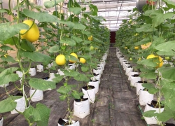 Quảng Ninh đưa công nghệ cao vào sản xuất nông nghiệp, góp phần bảo vệ môi trường