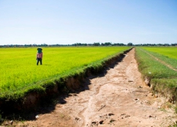 Quảng Trị tập trung các giải pháp ứng phó với nắng hạn, xâm nhập mặn