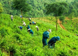 Điện Biên: Trồng rừng phòng hộ khó đạt kế hoạch do chậm vốn