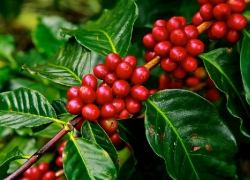XỬ LÝ NƯỚC THẢI CHẾ BIẾN CÀ PHÊ