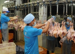 XỬ LÝ NƯỚC THẢI GIẾT MỔ GIA SÚC, GIA CẦM