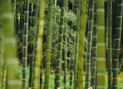 XỬ LÝ NƯỚC THẢI SẢN XUẤT NGÀNH GIẤY TỪ TRE NỨA